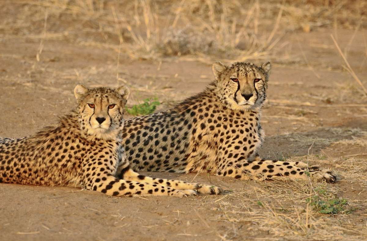 Geparden sind in ihrem natürlichen Verbreitungsgebiet bedroht. Foto: /Martin Dölling
