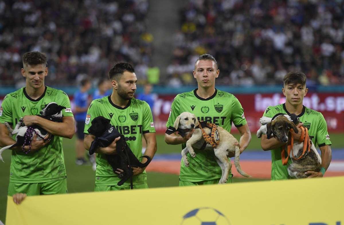Fußballer mit Herz für Tiere: Rumänische Erstligisten laufen mit Straßenhunden statt Kindern ein