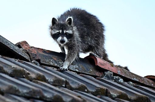 Wer einen  Waschbär unterm Dach hat, ist von seinem tierischen Mitbewohner meist nicht begeistert. Foto: dpa/Britta Pedersen