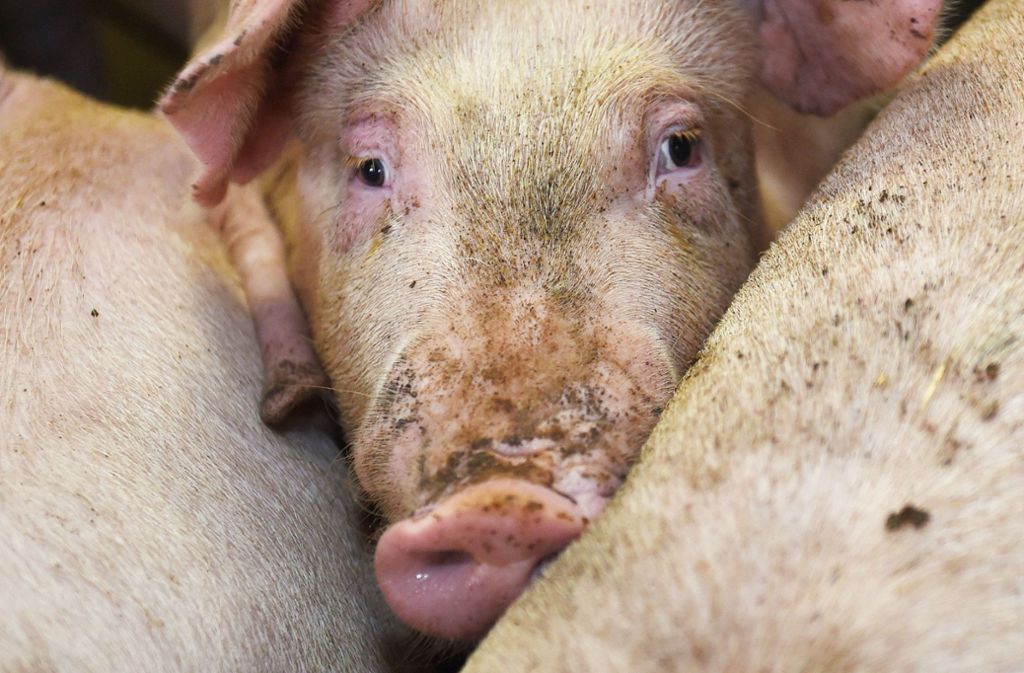Die übliche Schweinehaltung widerspricht dem Tierschutzgesetz, dem zufolge „ein Tier seinen Bedürfnissen entsprechend  untergebracht werden muss“.