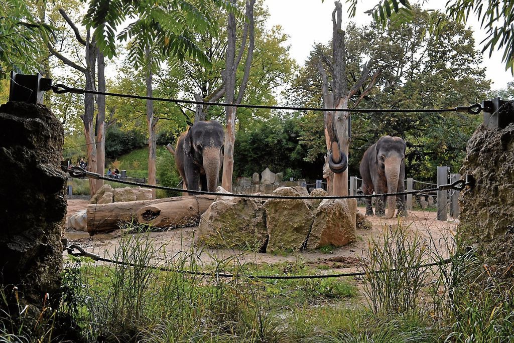 Das Elefantengehege ist nicht mehr zeitgemäß und soll durch eine neue, großzügige Anlage ersetzt werden.