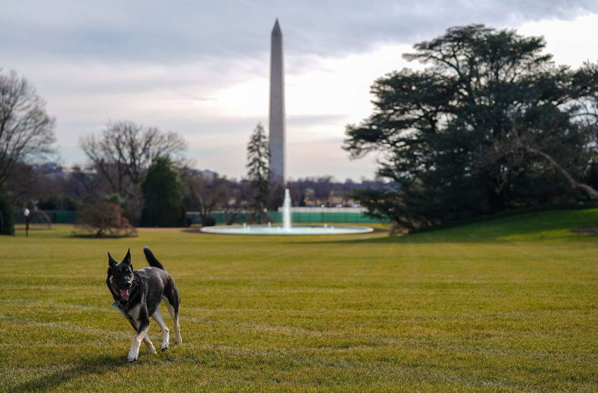 Champ und Major: Das sind die neuen Hunde im Weißen Haus