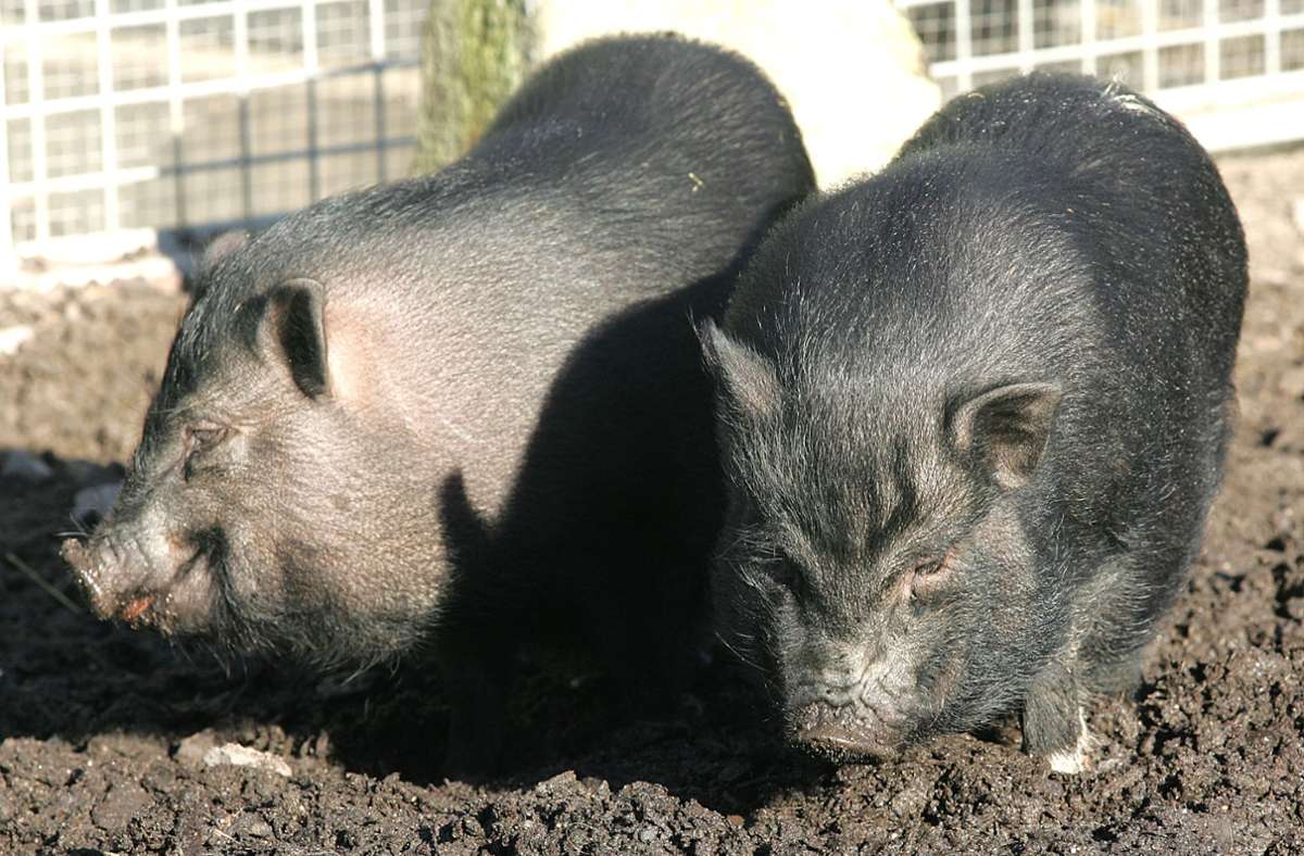 Von Passanten in Böblingen gefunden: Hängebauchschweine im Wald ausgesetzt