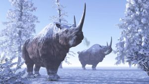 Mit Hyänen-Kot auf  der Spur von Eiszeit-Nashörnern
