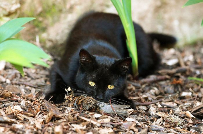 Tracking von Hauskatzen: Wie viele Vögel fangen Katzen wirklich?