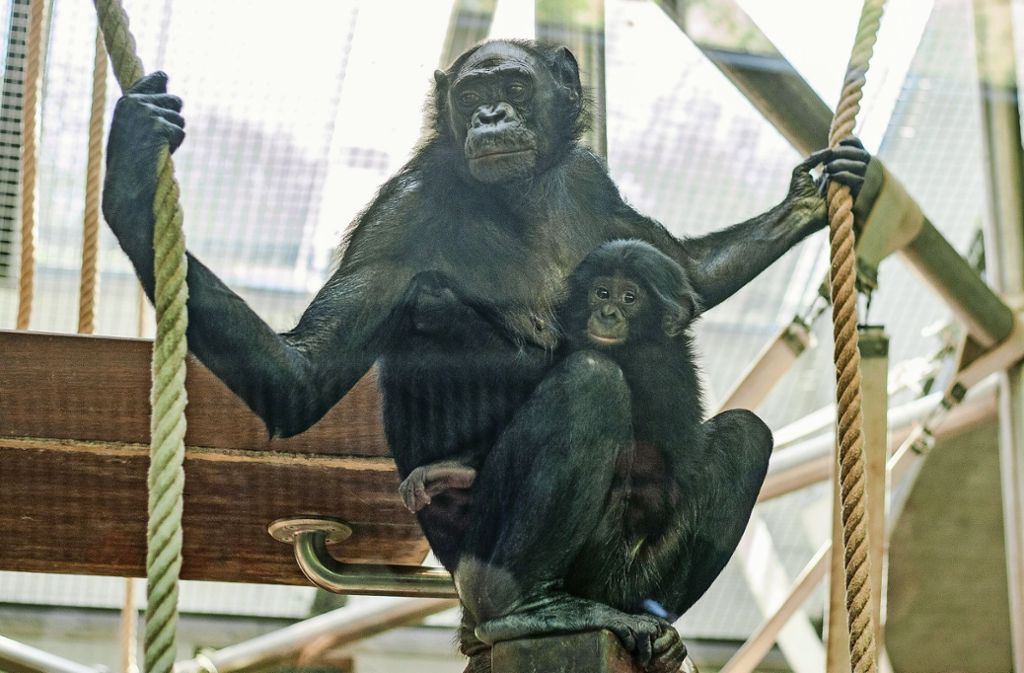 Bad CannstattDie Menschenaffendame    Kombote kümmert sich in der Wilhelma um ihren Enkel Xhosa: Verstoßenes Bonobo-Baby adoptiert