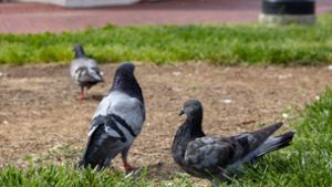 Anwohner entdeckt 34 tote Tauben in öffentlicher Biotonne