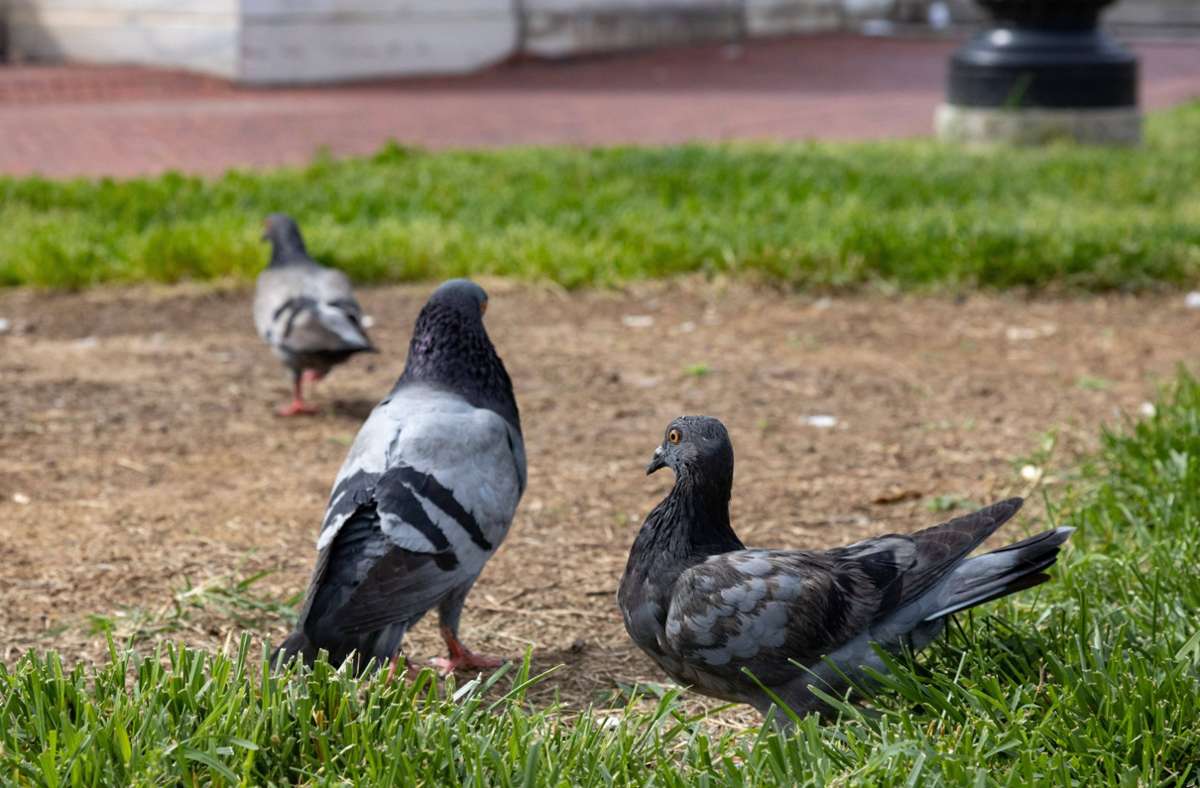 Schrecklicher Fund in Bruchsal: Anwohner entdeckt 34 tote Tauben in öffentlicher Biotonne