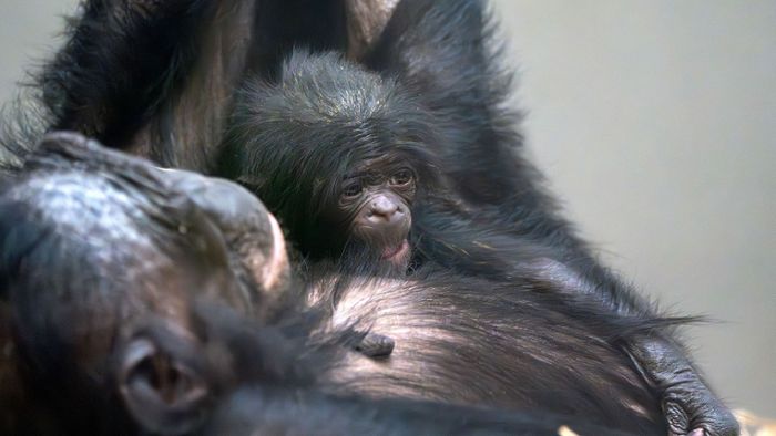 Bonobo-Urgroßmutter bringt Junges zur Welt