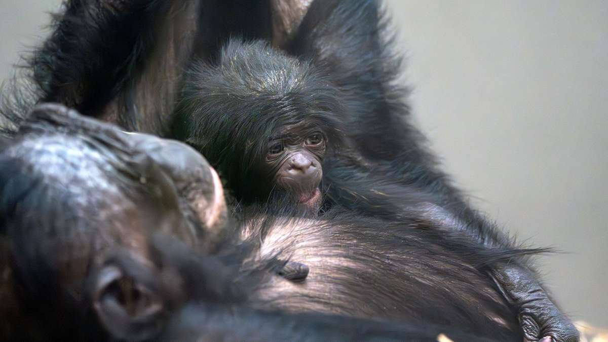 Stuttgarter Wilhelma: Bonobo-Urgroßmutter bringt Junges zur Welt