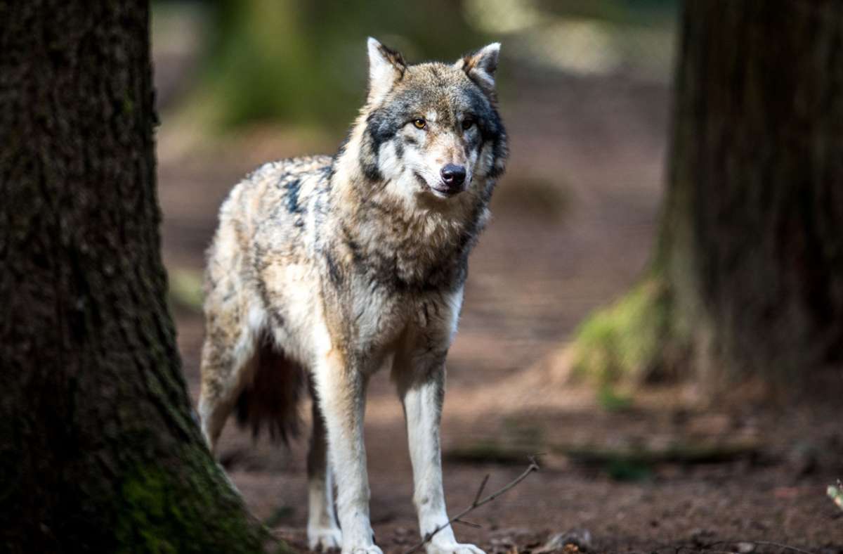 Umweltministerium: Erneute Wolfssichtung im Neckar-Odenwald-Kreis