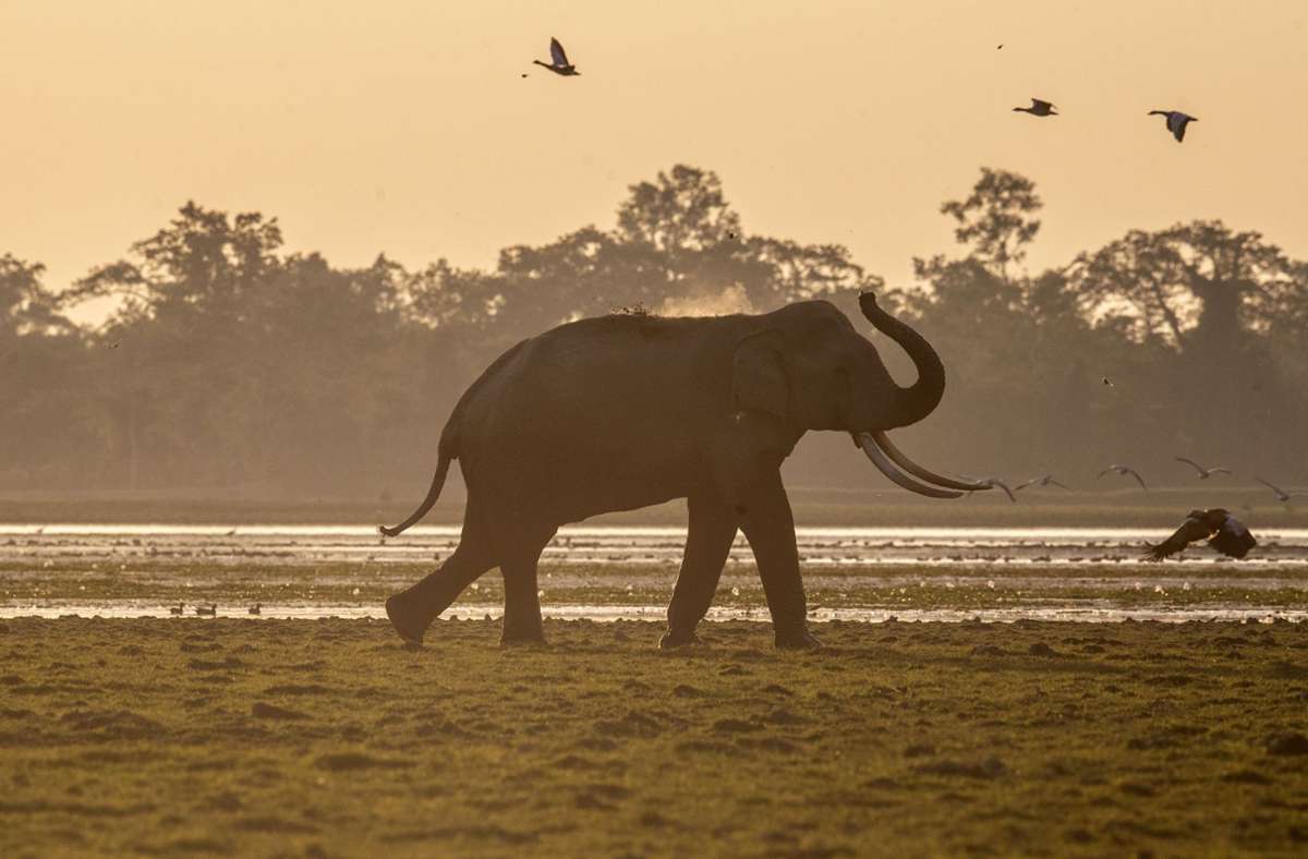 Tier-Tragödie in Indien: 18 Elefanten bei Gewitter in Indien gestorben