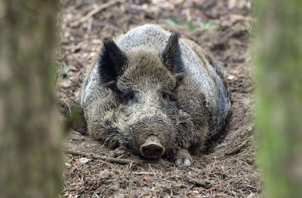 Afrikanische Schweinepest: Siebter Fall aus Brandenburg bestätigt
