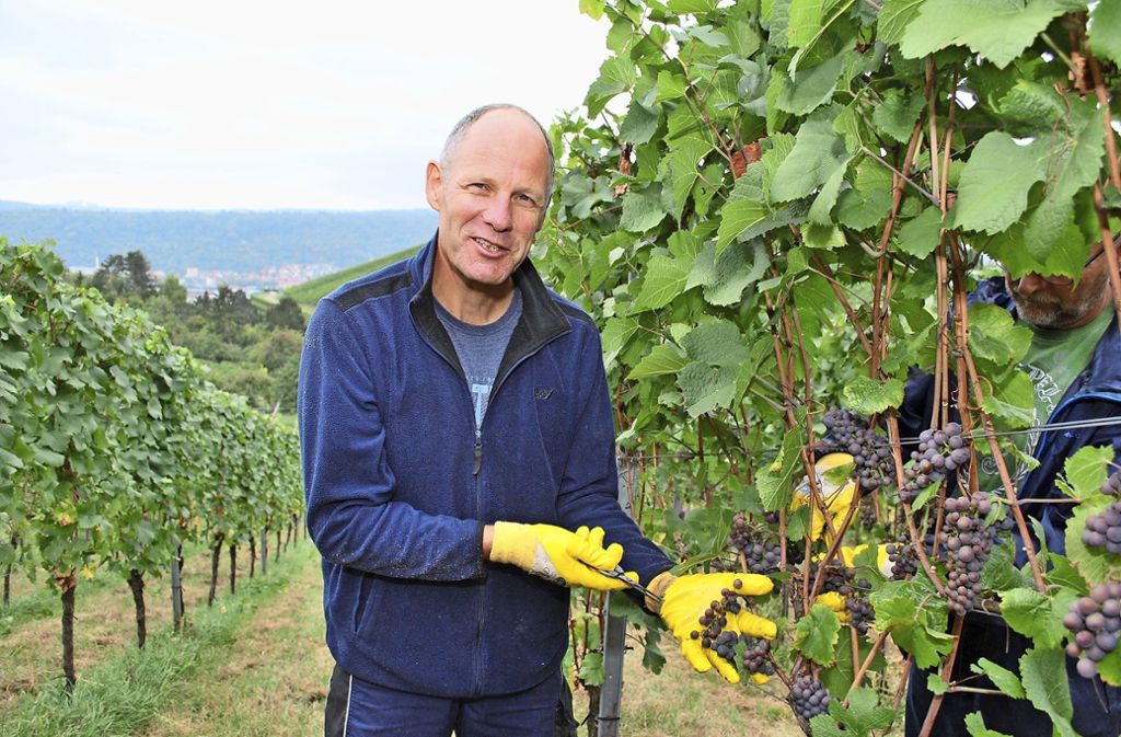 Die Weinlese rund um den Württemberg hat begonnen: Kleine Trauben mit viel Aroma