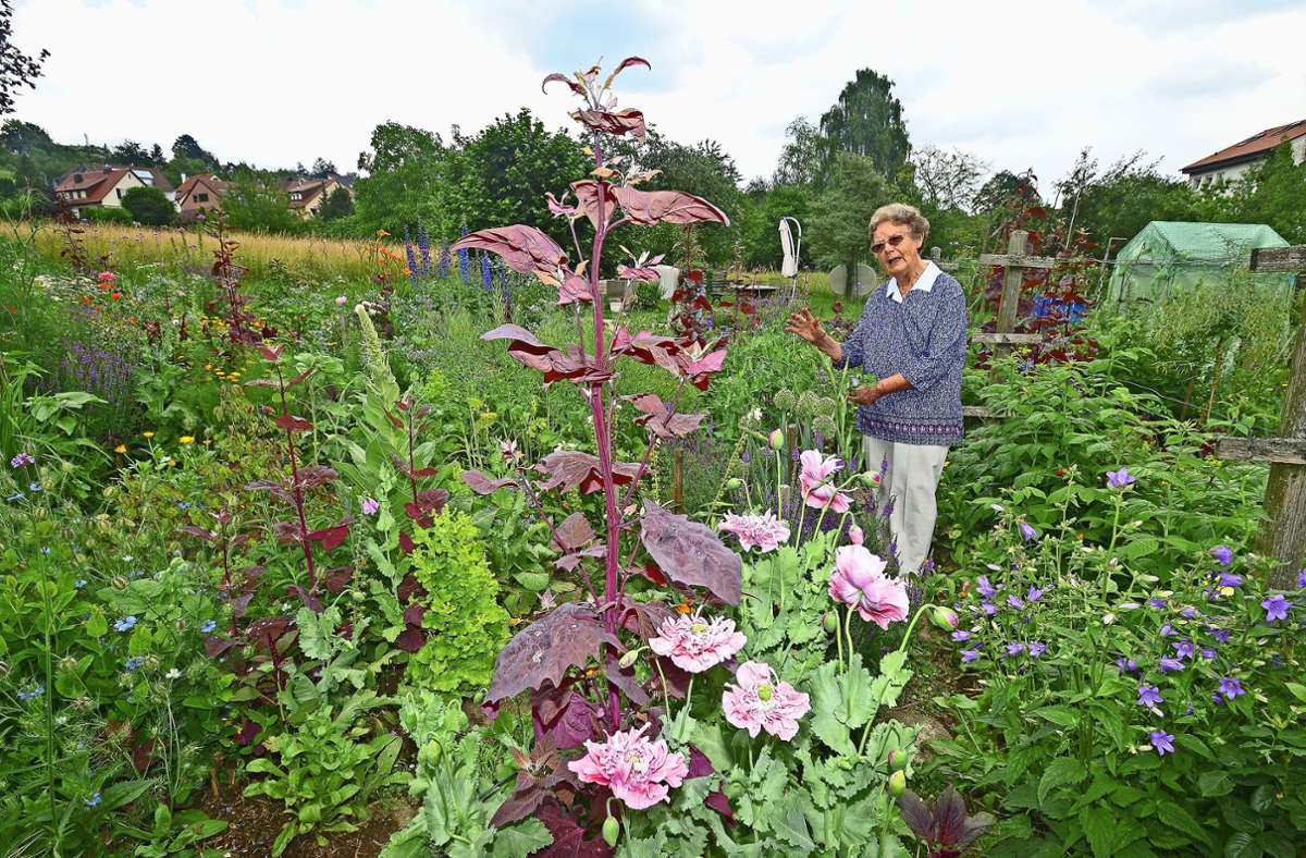 Tipps für einen ökologischen Garten: Gärtnern ganz ohne Gift