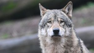 Kreis Lörrach: Verdacht auf Wolfsriss: Tote Ziegen und Schafe gefunden