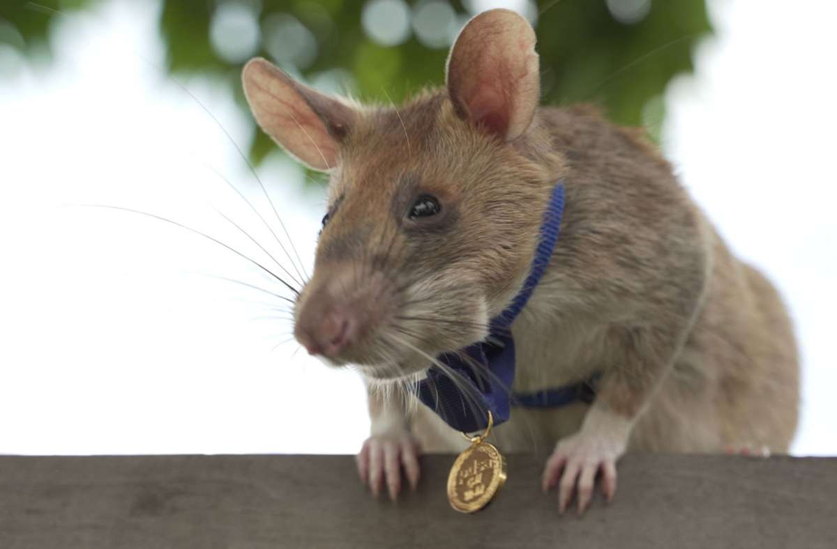 Riesenhamsterratte spürt Landminen auf: Ratte gewinnt britischen Tapferkeitsorden