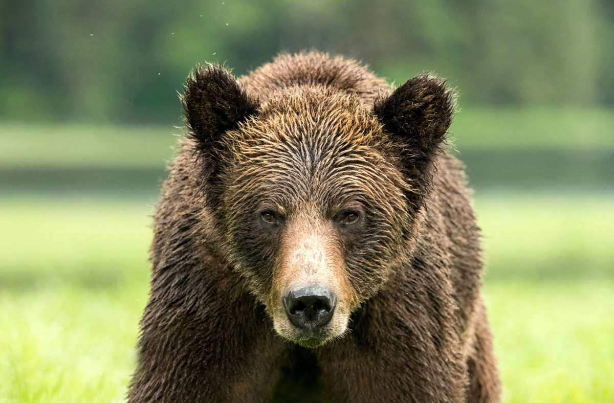 Kanada: Grizzlybär tötet Paar mit Hund