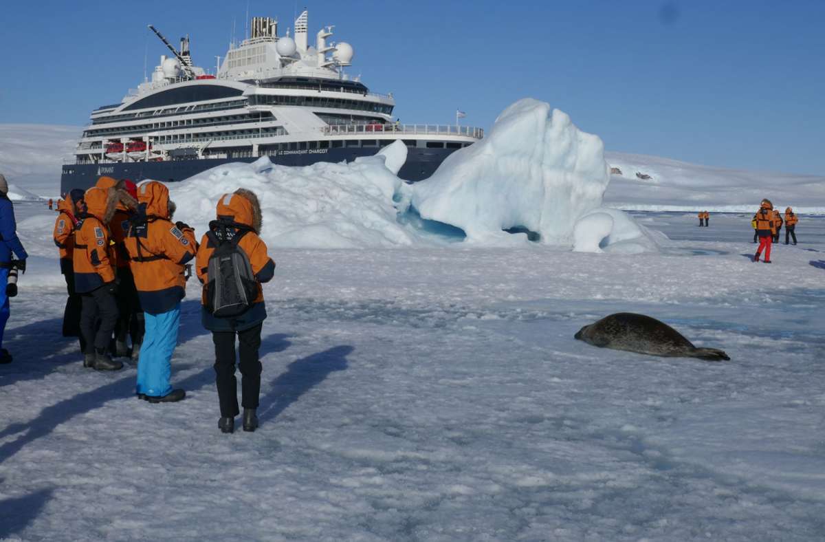 Mit dem Eisbrecher-Kreuzfahrschiff kann man direkt zu den Tieren im antarktischen Packeis fahren.