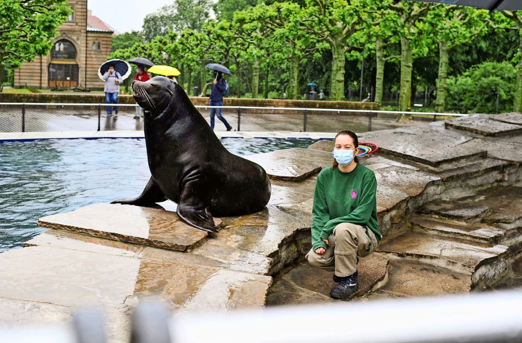 Für das Foto mit seiner Tierpflegerin  Stefanie Waibel wirft sich dieser Seelöwe prompt in Pose.