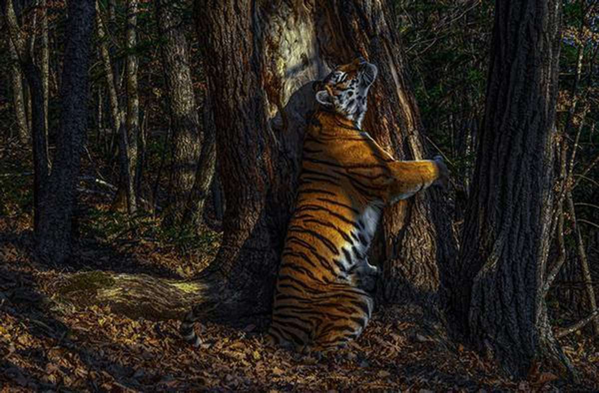 Der Fotograf des Jahres 2020 ist der Russe Sergej Gorschkow mit seinem Foto  einer Sibirischen Tigerin. Das Tier umarmt den Stamm eines mandschurischen Baumes im fernen Osten Russlands. Gorschkow wartete elf Monate, um diesen Moment mit versteckten Kameras festhalten zu können.