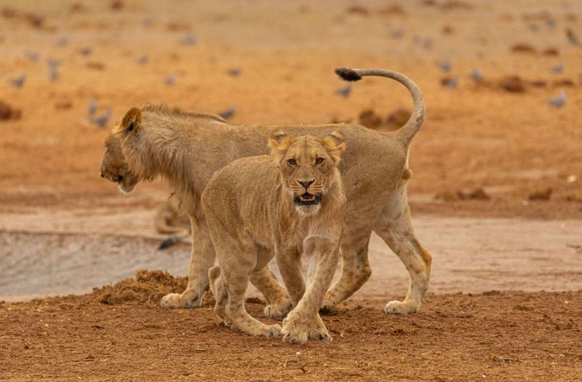 Video aus Südafrika: GoPro-Kamera filmt aus dem Maul einer Löwin