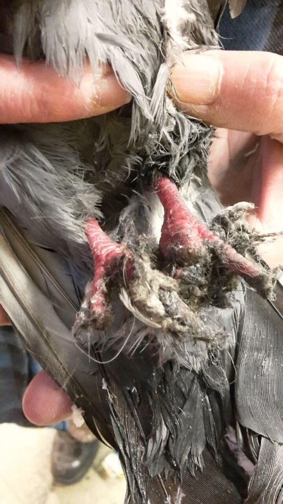 Erneut wurde klebrige Paste zur Taubenabwehr eingesetzt - Tierschützer fordern ein Verbot: Tödlicher Leim