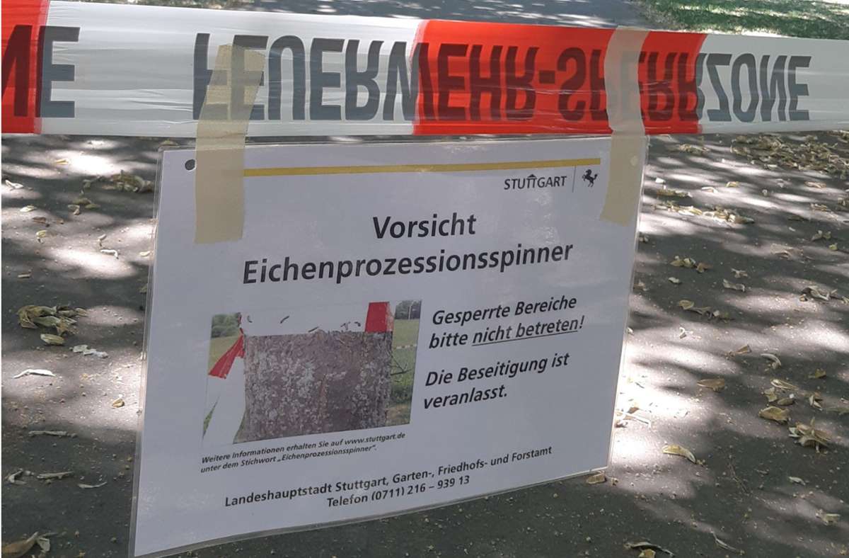 Eichenprozessionsspinner in Bad Cannstatt: Raupenbefall im Kurpark