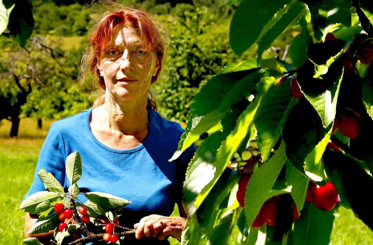 Obstanbau und Naturschutz: Wie eine Biologin in Mössingen alte Kirschsorten retten will