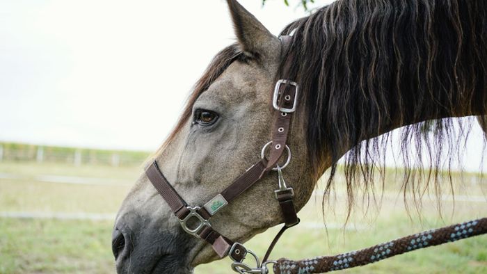 Pferd verteidigt junge Reiterin gegen übergriffigen Mann
