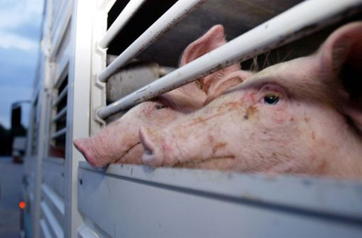 Allein 37 Millionen Schweine wurden im vergangenen Jahr in der EU transportiert. Foto: AP/DANIEL MAURER