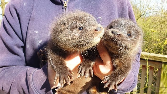 Otter-Babys in Wildtierstation gut eingewöhnt