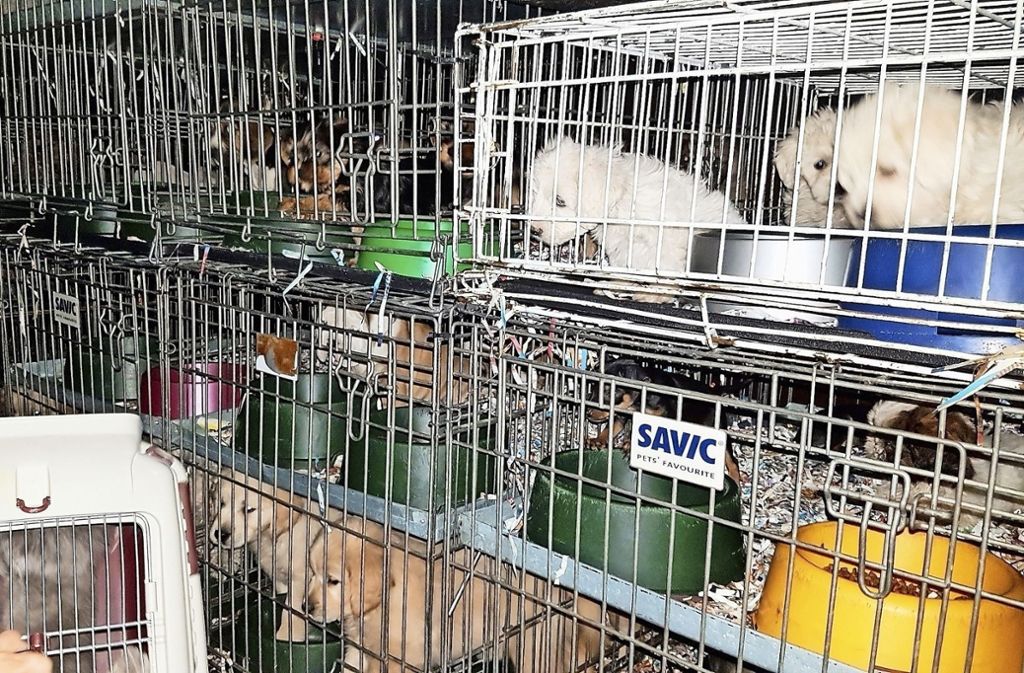 Stuttgart: Polizei stellt mehr als 100 Hundewelpen und Katzenbabys sicher: Illegaler Tiertransport gestoppt