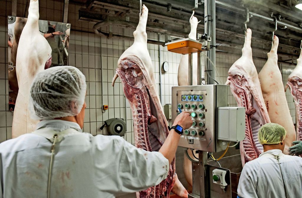 Nach Corona-Fällen in Schlachthöfen: Regierung nimmt sich Schlachthöfe vor