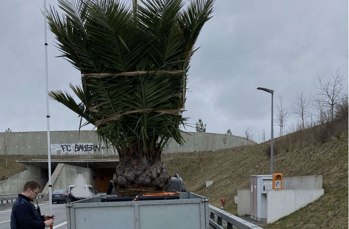 Autobahn 94 in Bayern: Anhänger mit  fast fünf Meter hoher Palme löst Stau vor Tunnel aus