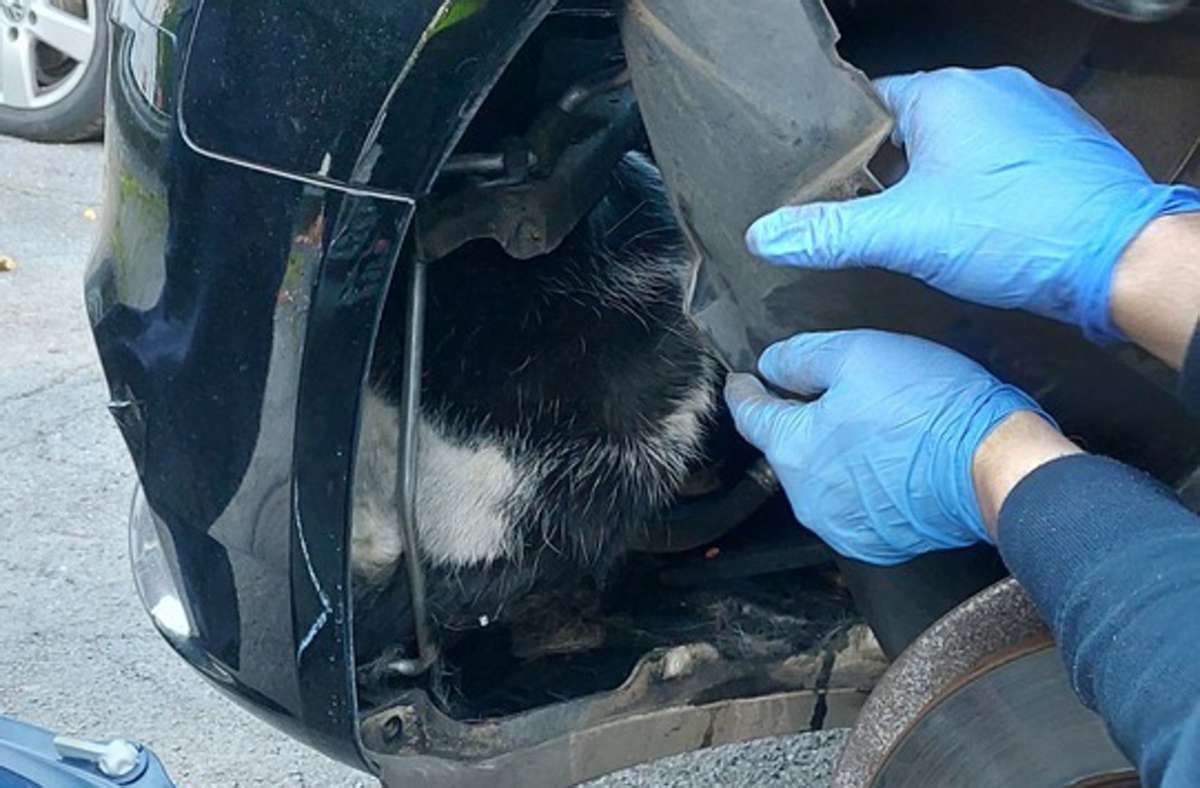 Im Motorraum eines Autos hatte sich eine Katze verirrt. Foto: Feuerwehr Essen