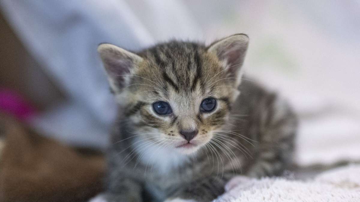 Lindau: Babykatzen in Karton ausgesetzt - Polizei ermittelt