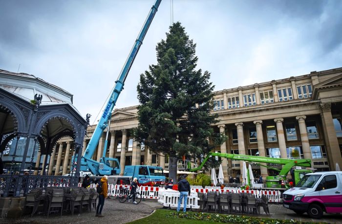 Vorweihnachtszeit in Stuttgart: Der Christbaum am Schlossplatz steht