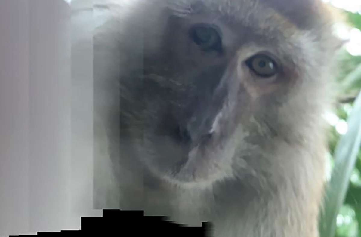 Malaysia: Affe klaut Handy von einem Studenten und macht Selfies