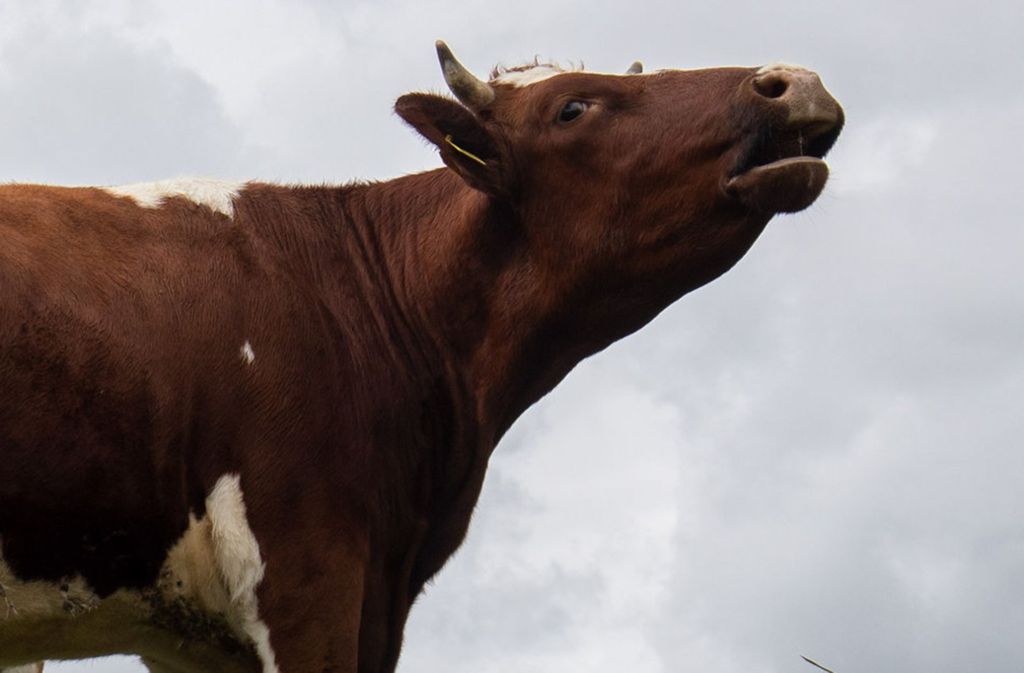 Flucht vor dem Schlachter: Kuh verwüstet in Panik ein Wohnhaus
