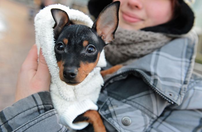 Tipps fürs Gassi gehen: Was Hundebesitzer im Winter beachten sollten