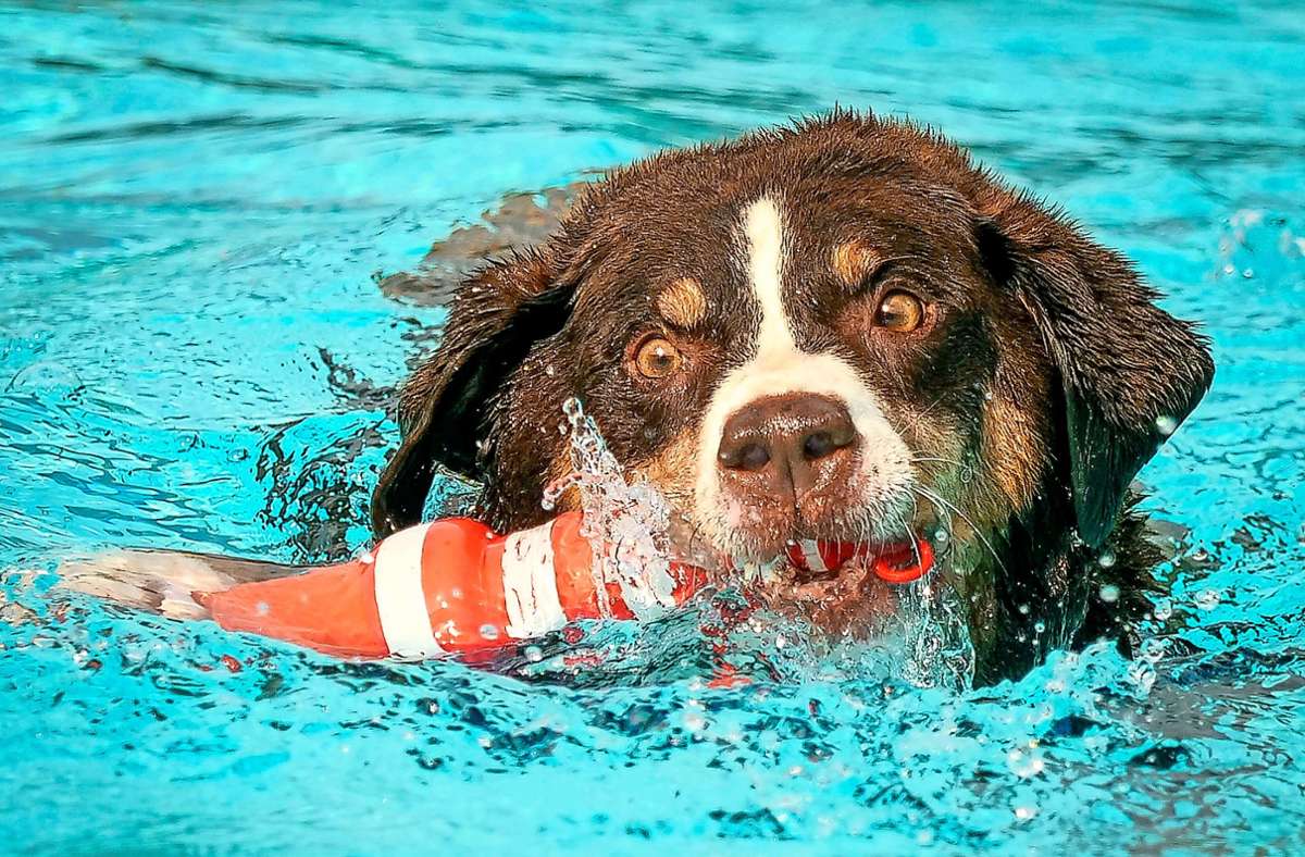 Hundeschwimmen Ludwigsburg: Vierbeiner stürzen sich in die Fluten