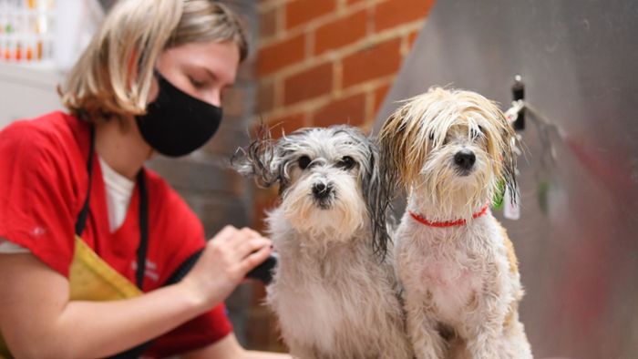 Hunde dürfen in Salons weiter frisiert werden