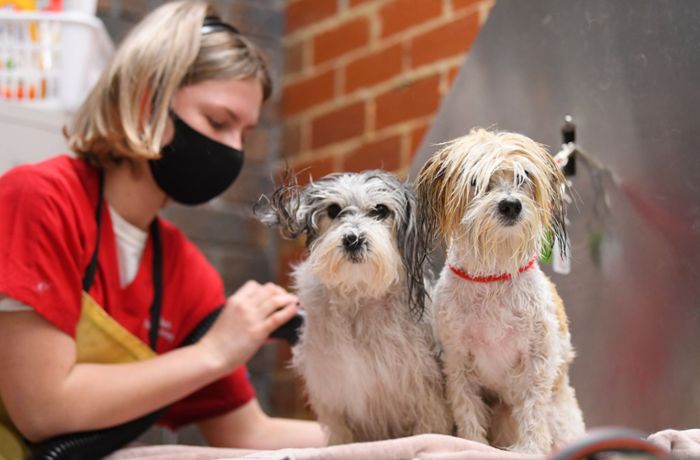 Trotz Corona-Lockdown: Hunde dürfen in Salons weiter frisiert werden