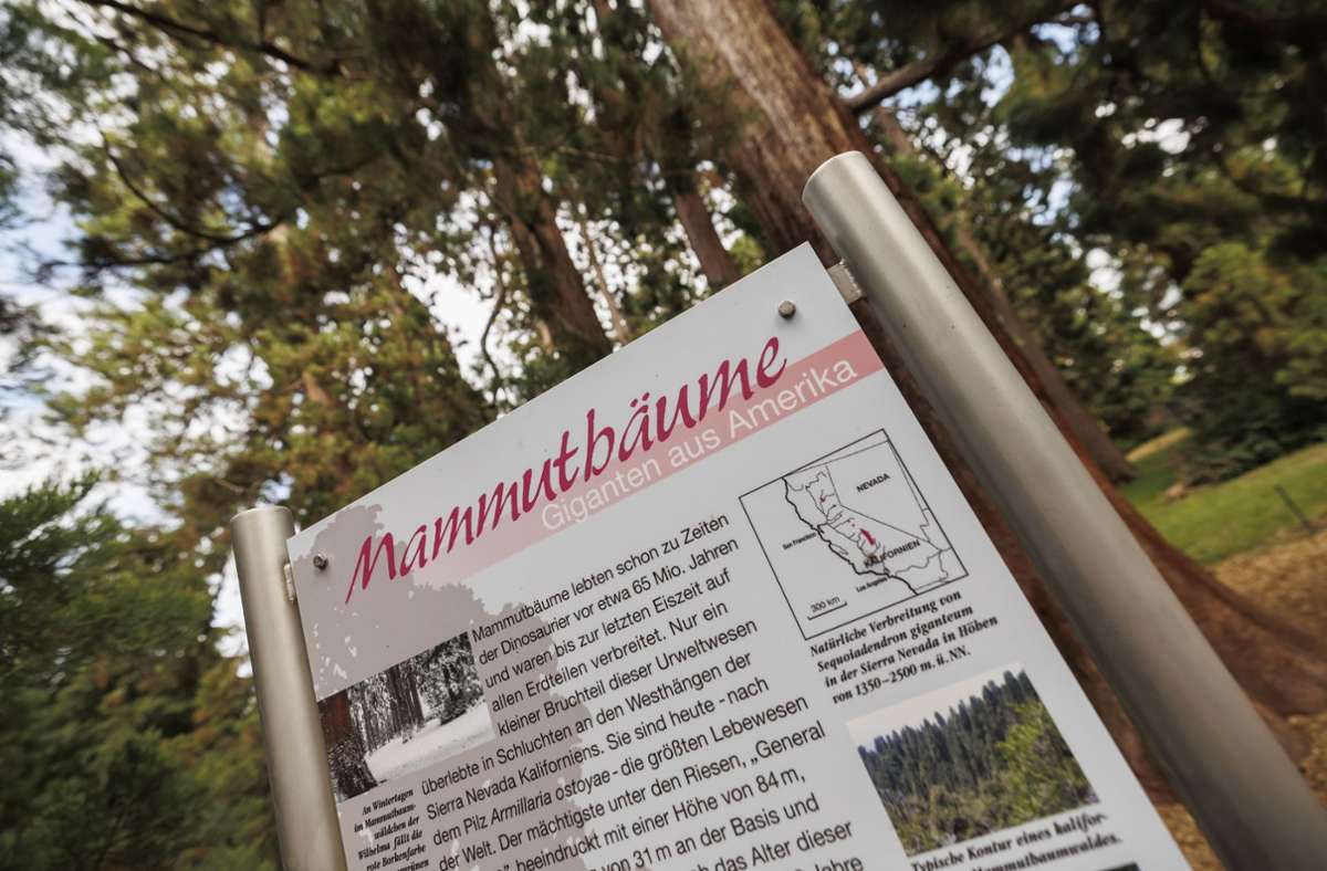 Bis zur letzten Eiszeit waren Mammutbäume auf allen Erdteilen verbreitet. Einige wenige überlebten in Kalifornien, von ihnen stammt die Saat für den zoologisch-botanischen Garten in Stuttgart.