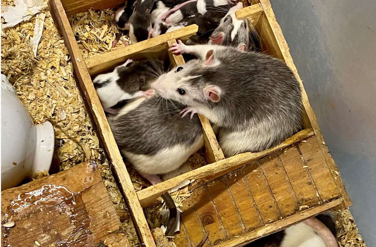 Karlsruhe: 100 Ratten in WG-Zimmer gefunden