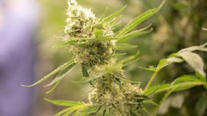 Cannabis-Legalisierung verstößt laut Gutachten gegen geltendes Recht