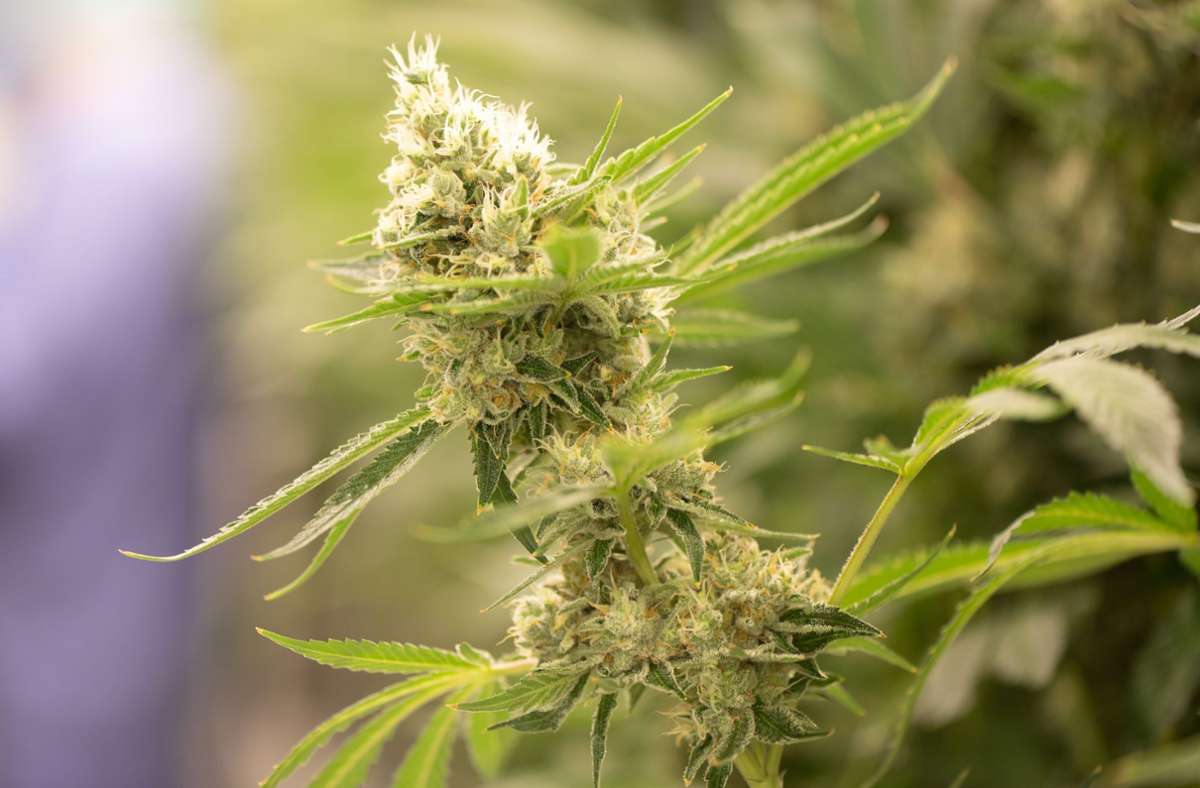 Geht es nach der Ampel, soll Cannabis in überschaubaren Mengen auch von Privatpersonen zur Eigennutzung angebaut werden dürfen. (Symbolbild) Foto: dpa/Sebastian Kahnert