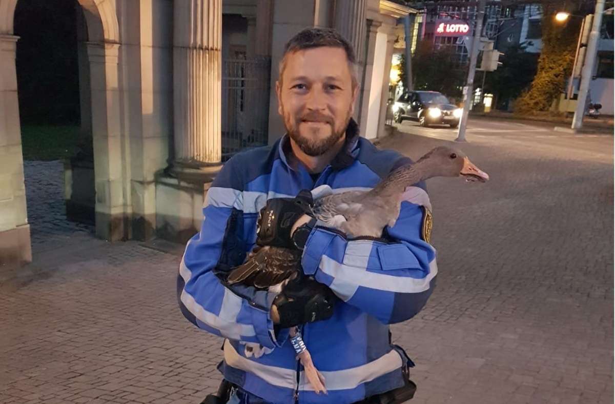 Tierisches aus Stuttgart: Polizei rettet Gans von Löwentor-Kreuzung