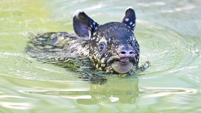 Tapir-Baby hat nun einen Namen
